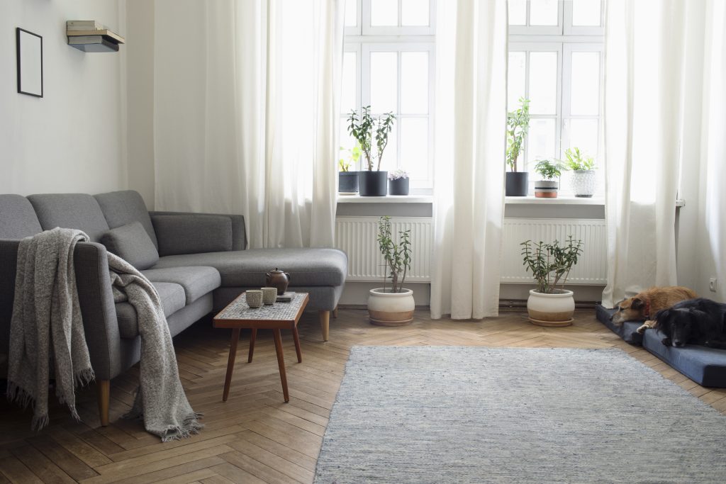 Stilvolle Komposition aus kreativem, geräumigem Wohnzimmerinterieur mit Sofa, Couchtisch, Pflanzen, Teppich, Hund und Zubehör. Weiße Wände und Parkett.