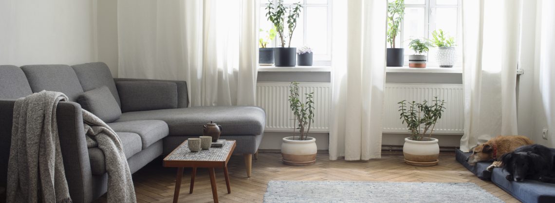 Stilvolle Komposition aus kreativem, geräumigem Wohnzimmerinterieur mit Sofa, Couchtisch, Pflanzen, Teppich, Hund und Zubehör. Weiße Wände und Parkett.