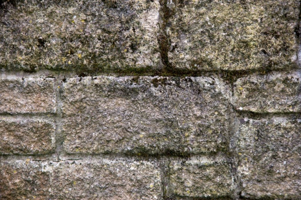 Fassadensanierung Veralgung Mauerwerk canva Sporran