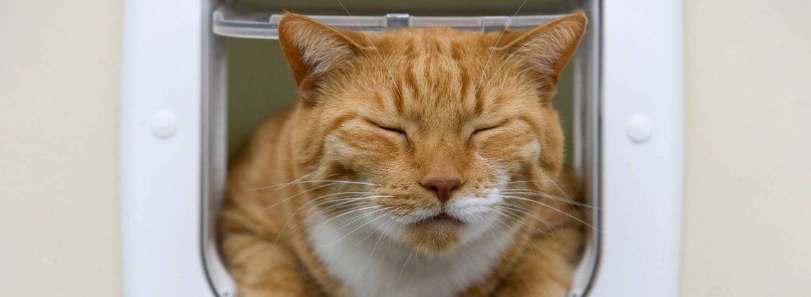 Katzenklappe im Smarthome mit Katze die geschlossene Augen hat.